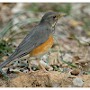 Turdus hortulorum 灰背鶇