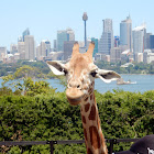 Giraffe (Captive)