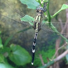 Slender Skimmer Dragonfly