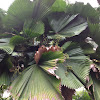 Ruffled Fan Palm