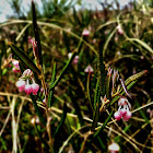 Bog Rosemary