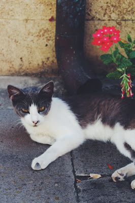 LechatàBosa di BeatriceRuiu