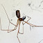 Long-bodied Cellar Spider