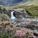 Flowers bloom on the stream