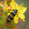 Blister Beetle