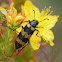 Blister Beetle