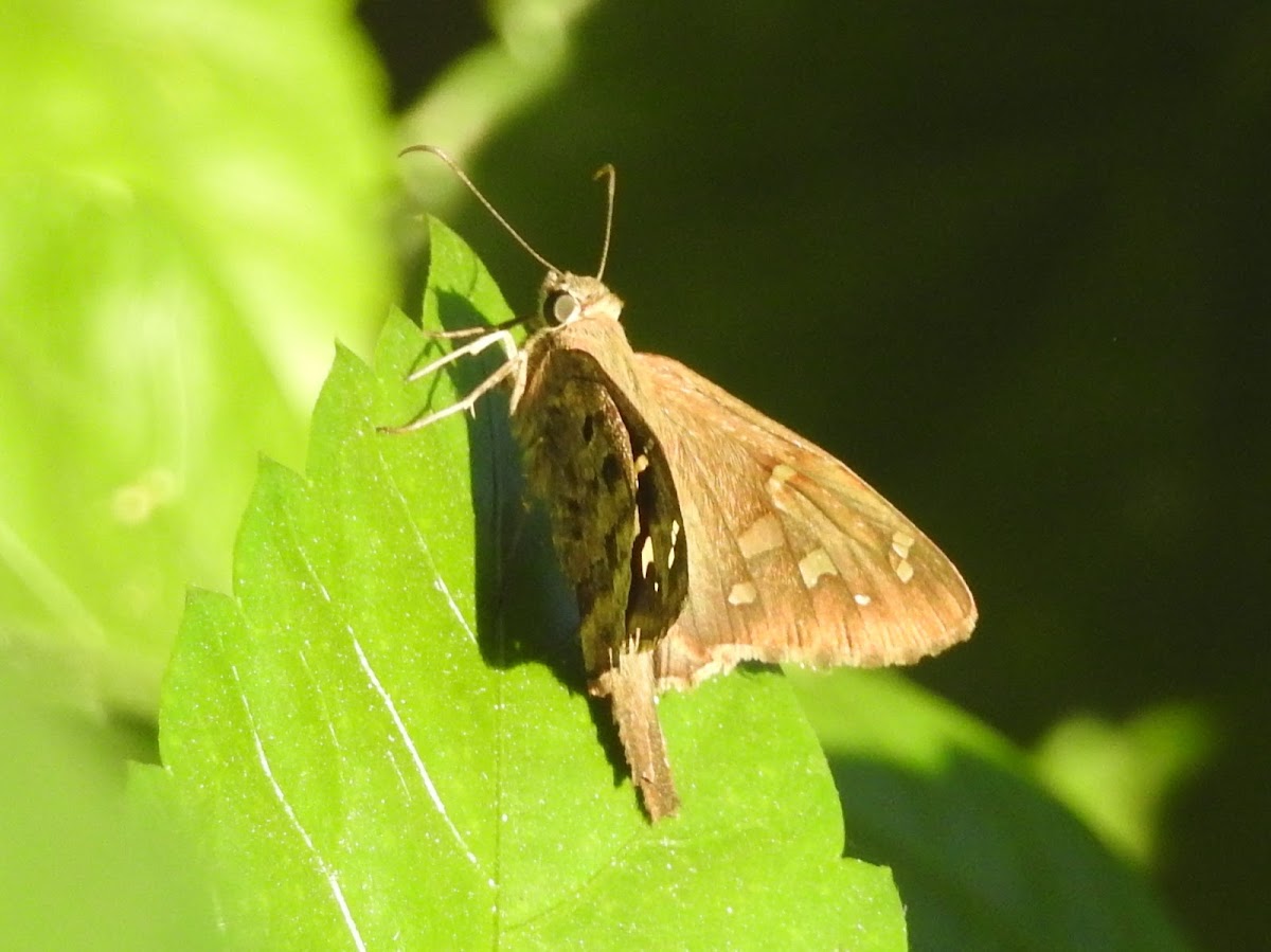 Mariposa Urbana de colas