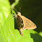 Mariposa Urbana de colas