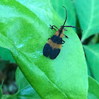 Banded Net-winged Beetle
