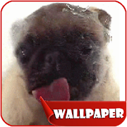 Dog Licker Live Wallpaper 2018 free  Icon