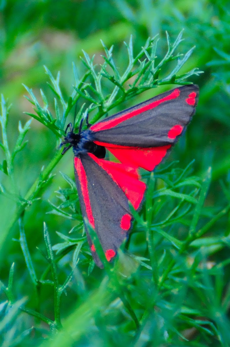 Cinnabar moth; Polilla cinabrio