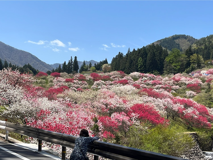CX-60の花桃の里・枝垂れ桜・高山市・開田高原アイスクリームに関するカスタム事例の投稿画像2枚目