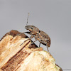 Fuller Rose Weevil