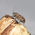 Fuller Rose Weevil