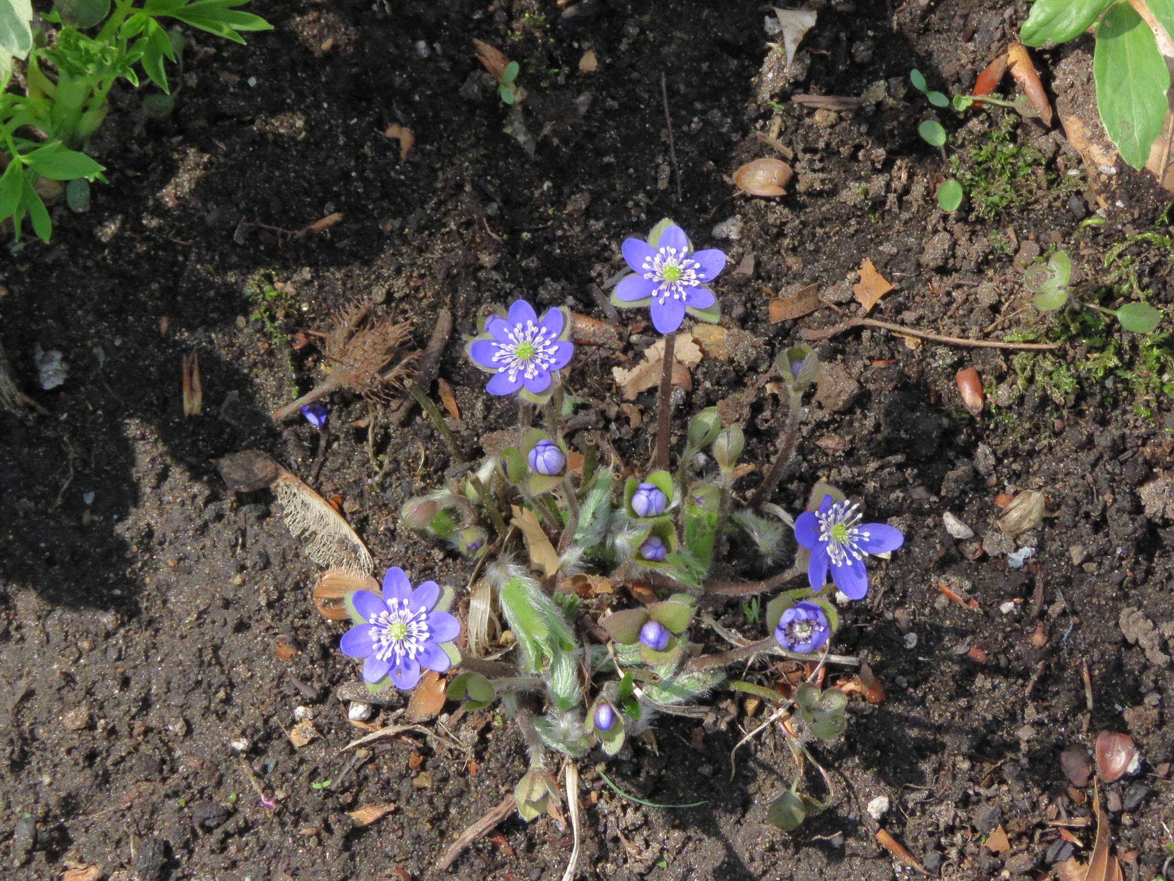 Pendant ce temps, dans le jardin de grigri... - Page 10 HkaUcqZthtpKbxUBBgSl9eXkD_KY7yzTFkktYwn_a7lxvRwBek9aXQyaRan9HS0NqyJ_mhOcpIDp0i3L6Jl-0GvZsZJtfi5qzq5dzK8PktpA7ANzwVYybRDqbsRUj2gHgsNuWxwfFn8=w2400