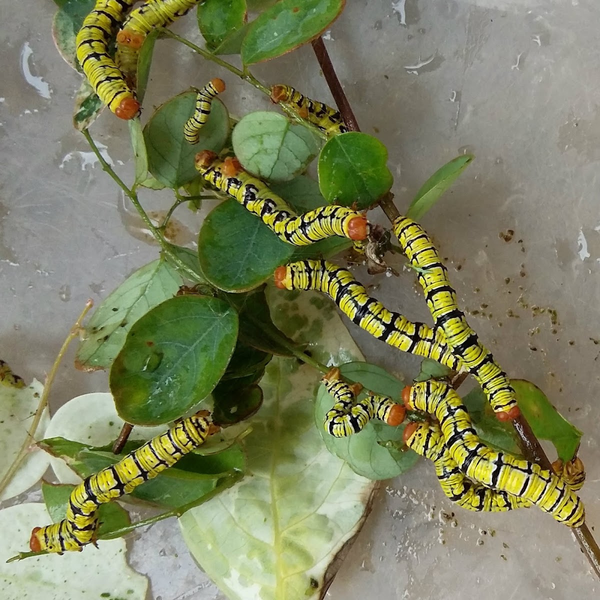 Snowbush Spanworm Caterpillar