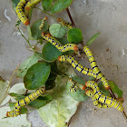 Snowbush Spanworm Caterpillar