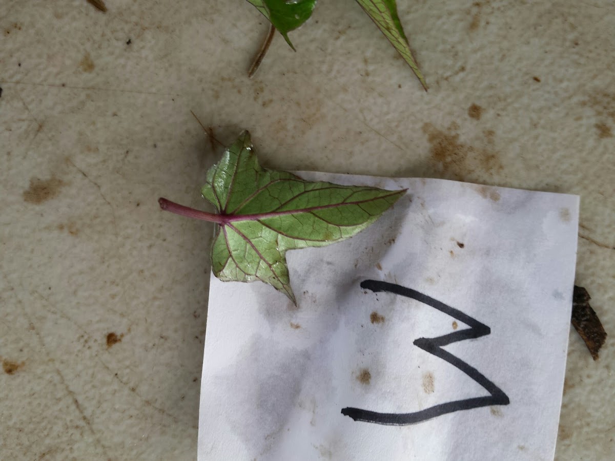 Ipomoea batatas