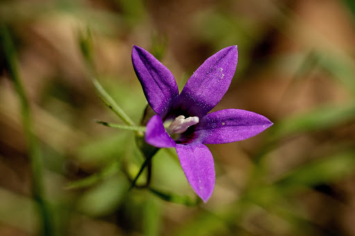 Campanula lusitanica