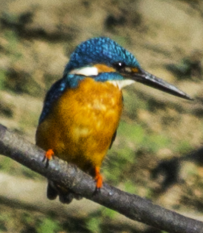 common kingfisher, Eurasian kingfisher, river kingfisher