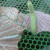 silver-striped hawk moth