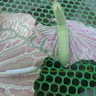 silver-striped hawk moth