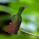 Rufous-tailed Hummingbird