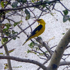 Indian Golden Oriole- Male