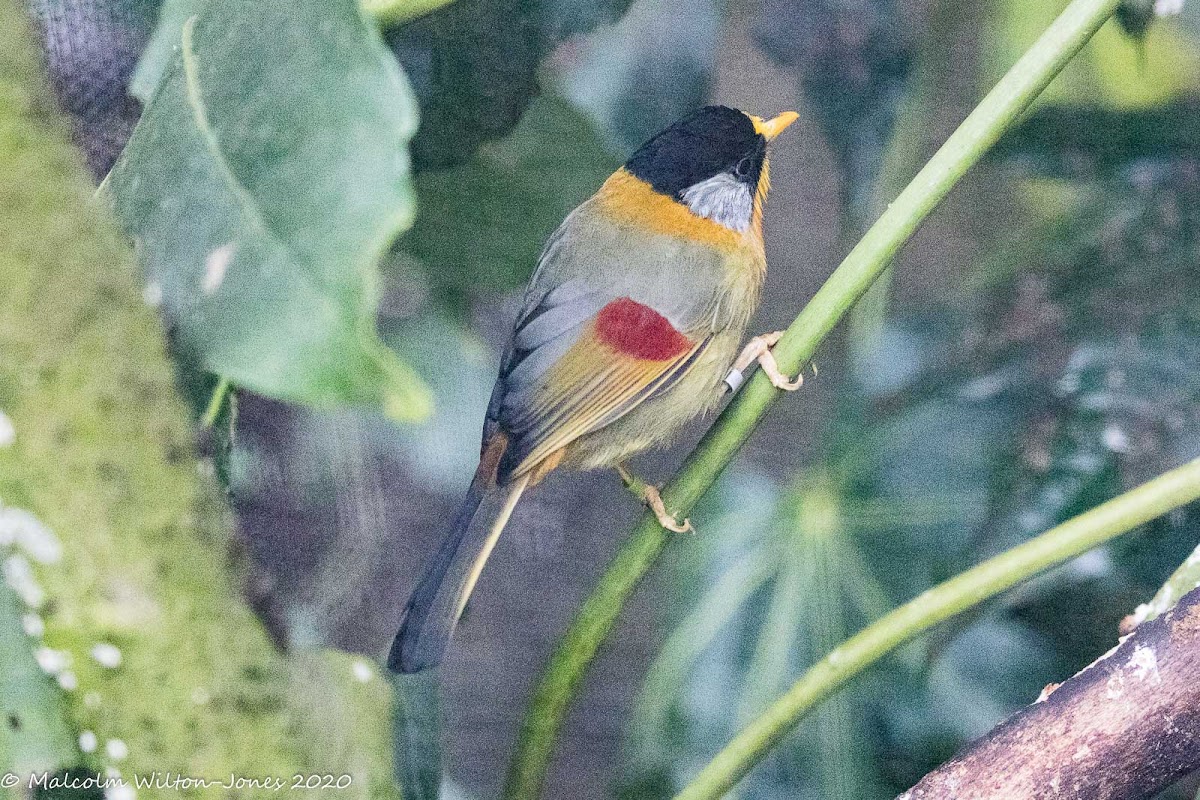 Silver-eared Mesia