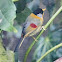 Silver-eared Mesia