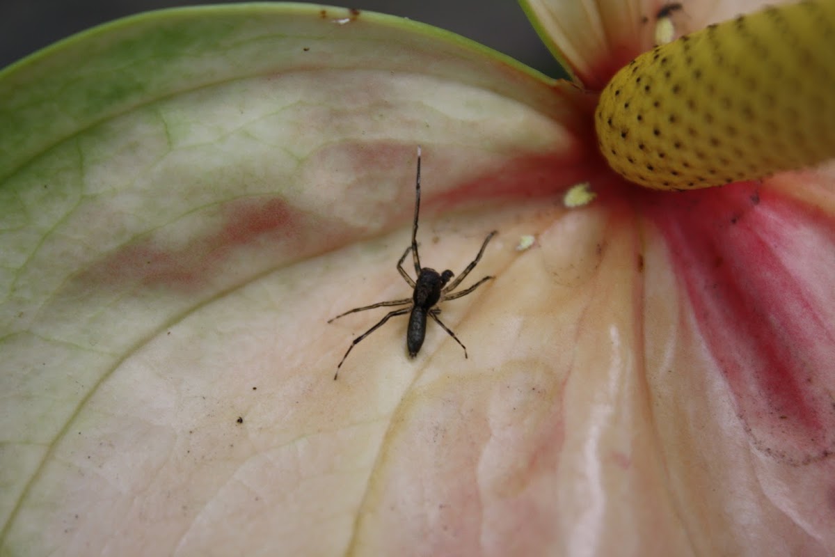 Spiny-legged Jumper