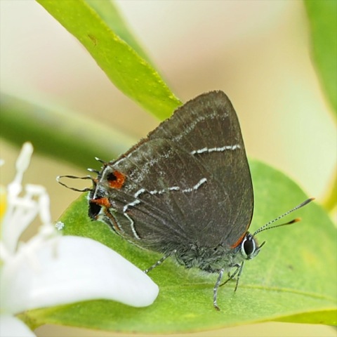 Oppia Hairstreak