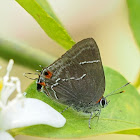 Oppia Hairstreak