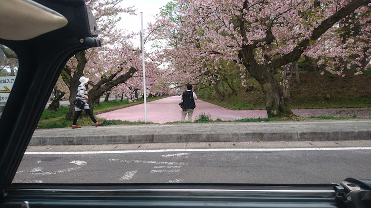 ミニ1000 カブリオレの弘前 桜・ミニカブリオレ・7号線・ノスタルジック・アオモリに関するカスタム事例の投稿画像5枚目