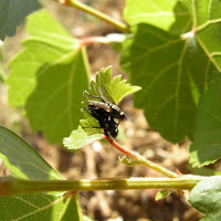 L'amore.. nel suo piccolo di 