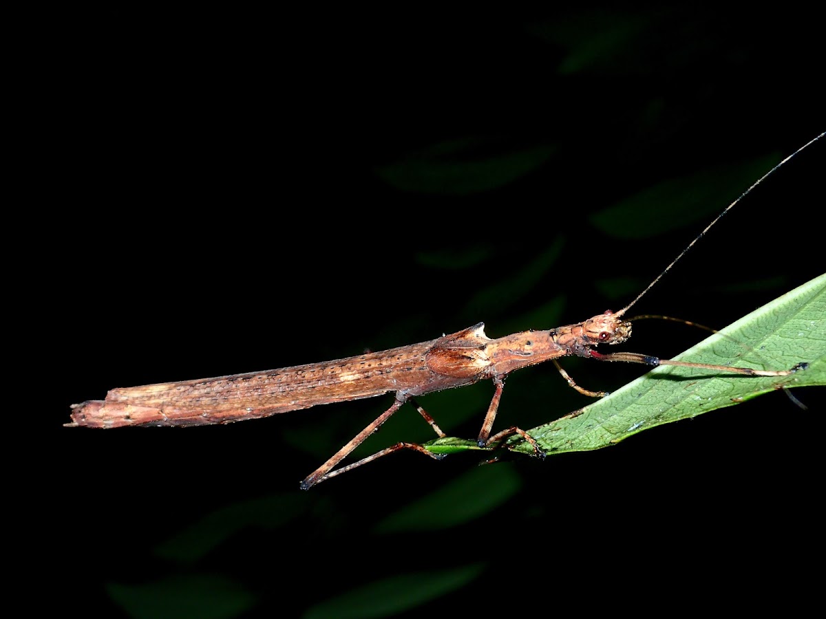 Stick Insect, Phasmid - Female