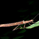 Stick Insect, Phasmid - Female