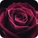 Rose Wallpaper Download on Windows