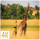 Giraffe Live Wallpapers 4K Download on Windows