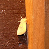 White-dotted Prominent