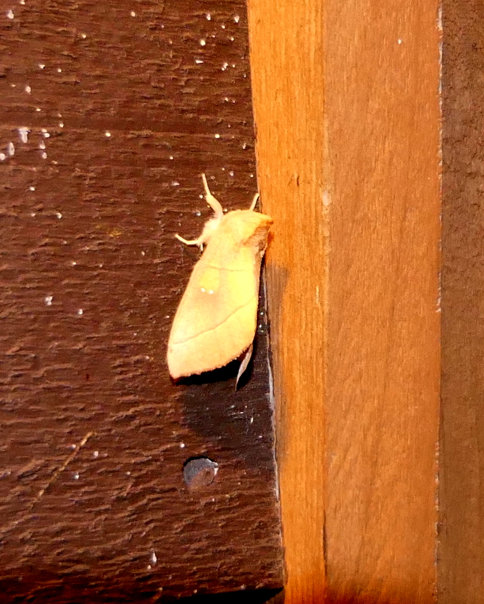 White-dotted Prominent