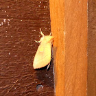 White-dotted Prominent