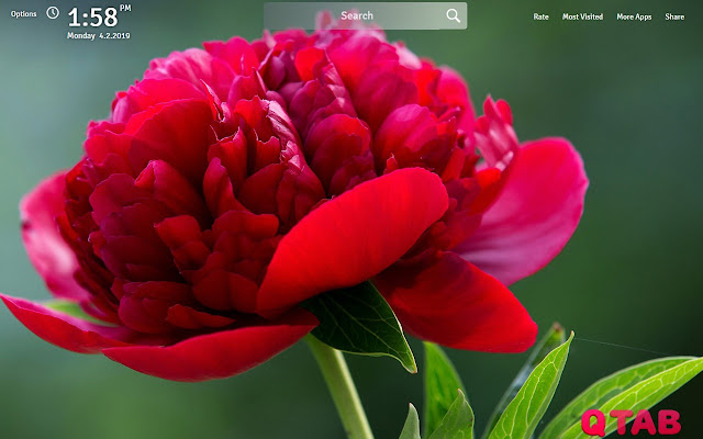 Peonies Flower Wallpapers FullHD New Tab