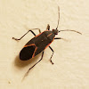 Boxelder Bug