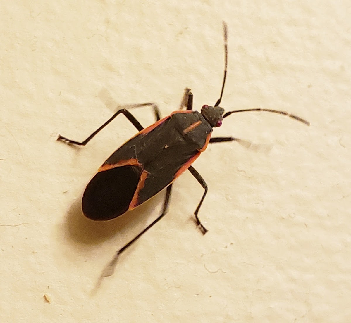 Boxelder Bug