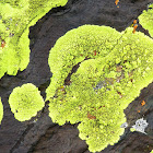 Gold Cobblestone lichen