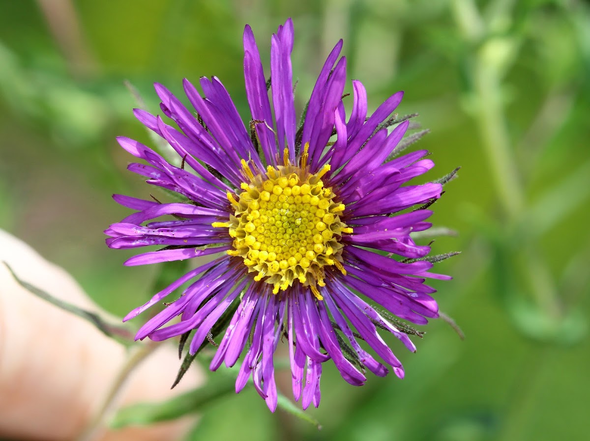 New England Aster