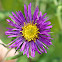 New England Aster