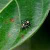 Banded Phintella