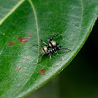 Banded Phintella